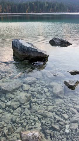 Calm Lake View With a Duck Swimming Among Rocks During Sunrise