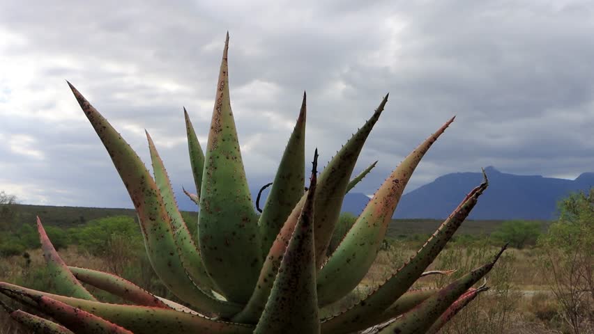 Close up shot of the Cape aloe plant in bontebok national park in swellendam south africa