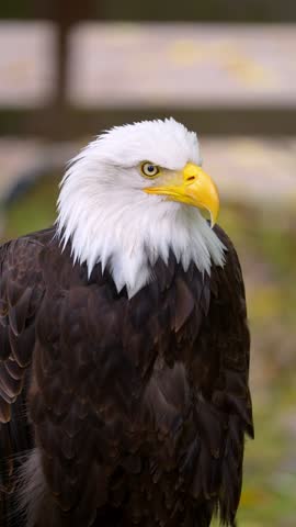 Majestic American bald eagle with its distinctive white head and yellow beak turning its head while observing its surroundings. This iconic bird of prey represents the national symbol of the USA