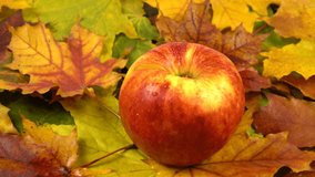 Fresh ripe apple lays on multicolored fallen maple leaves, autumn background, side view, rotation, slow motion - Powered by Shutterstock - Get 15% off with code: PIKWIZARD15