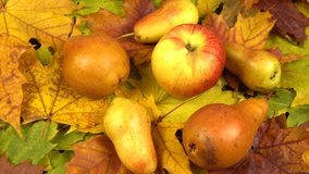 Fresh ripe pears, one apple lie on multicolored fallen maple leaves,  autumn background, top view, rotation, slow motion - Powered by Shutterstock - Get 15% off with code: PIKWIZARD15