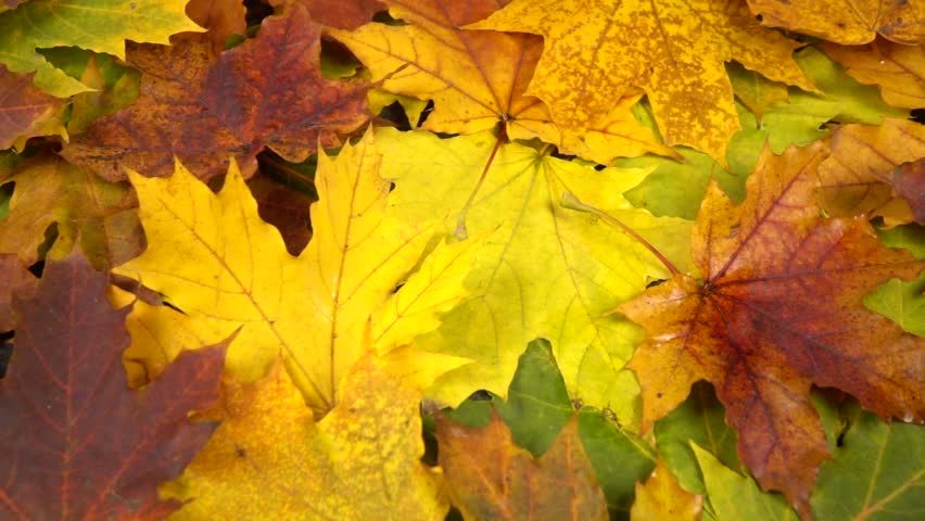 Yellow and reddish maple leaves fall on a pile of fallen autumn leaves, autumn background, slow motion