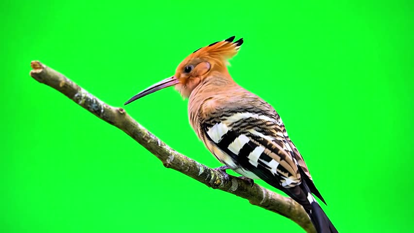 Hoopoes bird perched on a branch with a clean green screen background