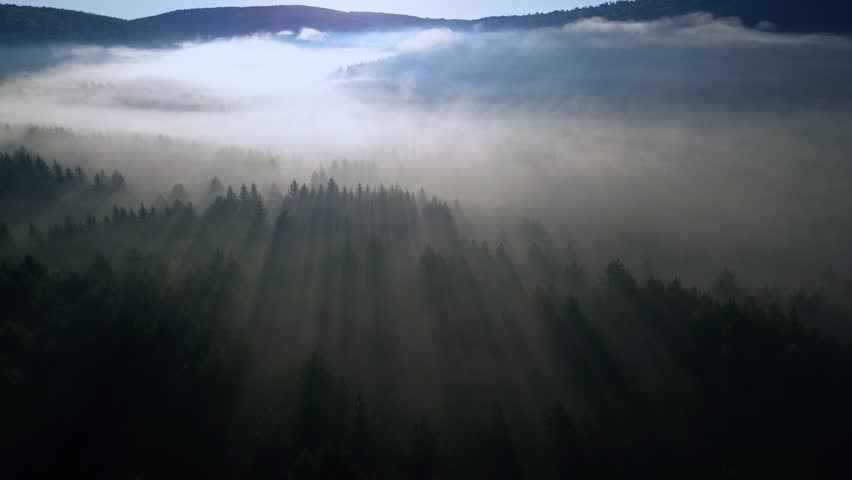Majestic sunbeams shining through morning mist covering a dense evergreen forest and mountains
