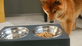 Adorable shiba inu dog eating dry kibble food from a stainless steel bowl in a modern kitchen. Domestic pet enjoying a healthy, nutritious meal as part of its daily routine and animal care - Powered by Shutterstock - Get 15% off with code: PIKWIZARD15