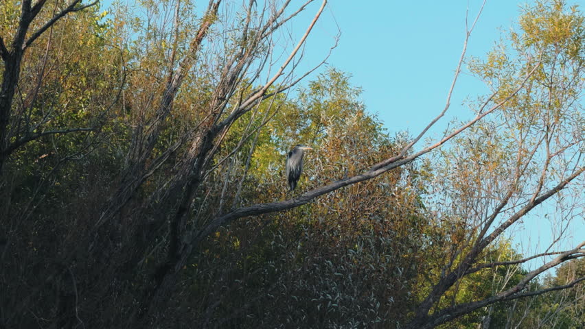 Blue heron perches gracefully on tree branch against a clear sky. The bird tall, slender silhouette, long neck, and sharp beak stand out beautifully in the sunlight