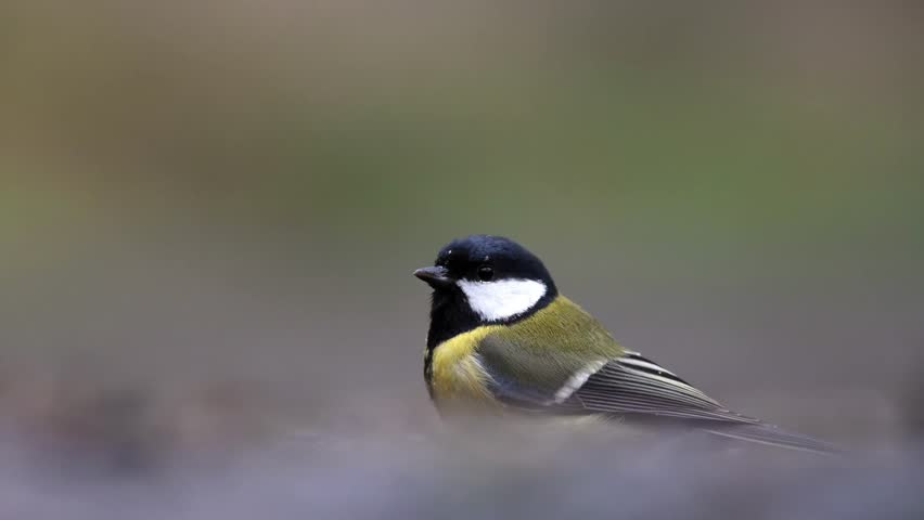 A beautiful slow motion close-up of a small bird, a Great Tit, energetically bathing.