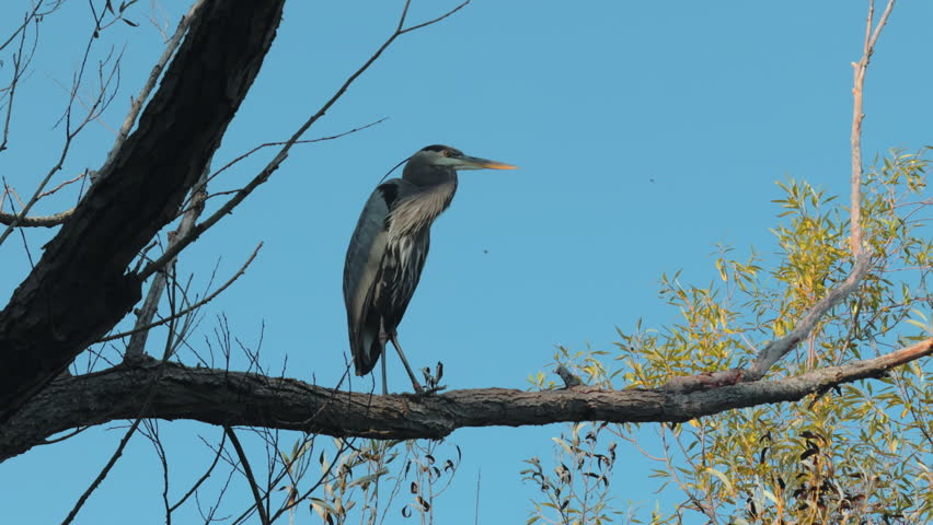 Blue heron perches gracefully on tree branch against a clear blue sky. The bird tall, slender silhouette, long neck, sharp beak stand out beautifully in sunlight. Close up