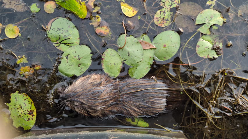 A muskrat swimming and eating aquatic plant in a pond in the Plaisance national park (Plaisance, Québec, Canada)