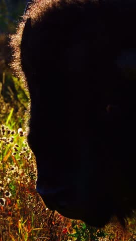 Majestic Wild Bison Grazing in Forest at Sunset Glow
