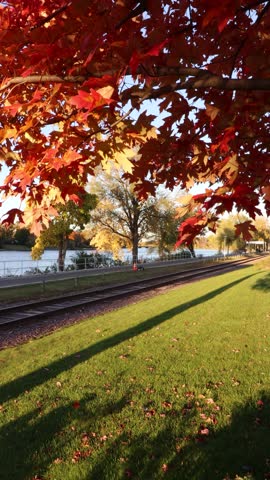 Vertical 4K video of red leaves on a tree hanging over green grass next to a railroad and the river water during a sunny fall day as the seasons change.