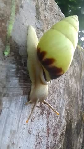 A close-up view of a beautiful yellow snail slowly crawling on a wooden surface. Its spiral shell has a smooth yellow color with dark brown markings, making it look striking under natural light. The v