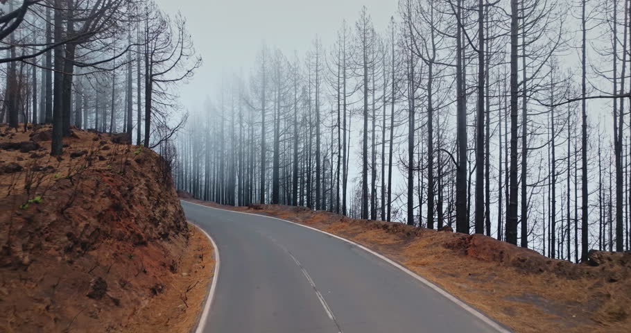 Winding mountain road cuts through a post wildfire Tenerife forest of charred pine trunks and dense fog, a desolate landscape showing ecological devastation and recovery signs