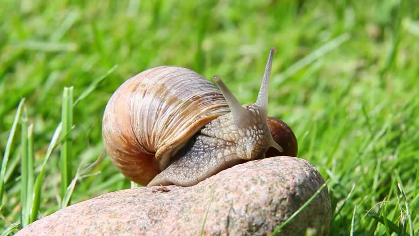 Large snail slowly climbs across gray stone surrounded by fresh green grass under sunlight, stretching antennae forward in natural macro environment