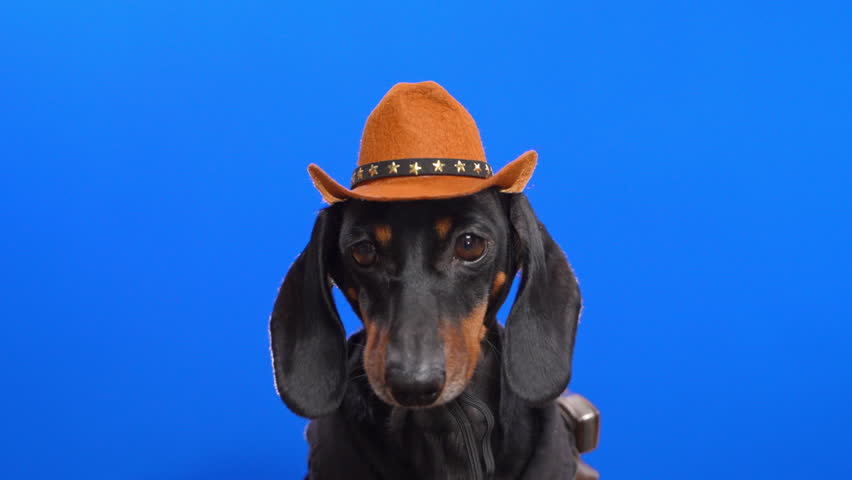  A cute dachshund dog in a cowboy suit and hat on a blue chromakey looks around charmingly.