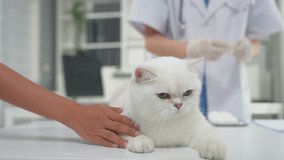 Close up of female veterinarian examine kitten at veterinary clinic. Attractive doctor and assistant stand by examination table, checking little domestic cat and administer vaccine in pet hospital. - Powered by Shutterstock - Get 15% off with code: PIKWIZARD15