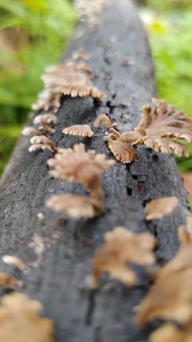 close up of mushrooms growing on rotting tree branches
