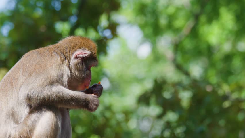 Rhesus macaque sits on log, eating fruit in daylight, surrounded by soft-focused green foliage