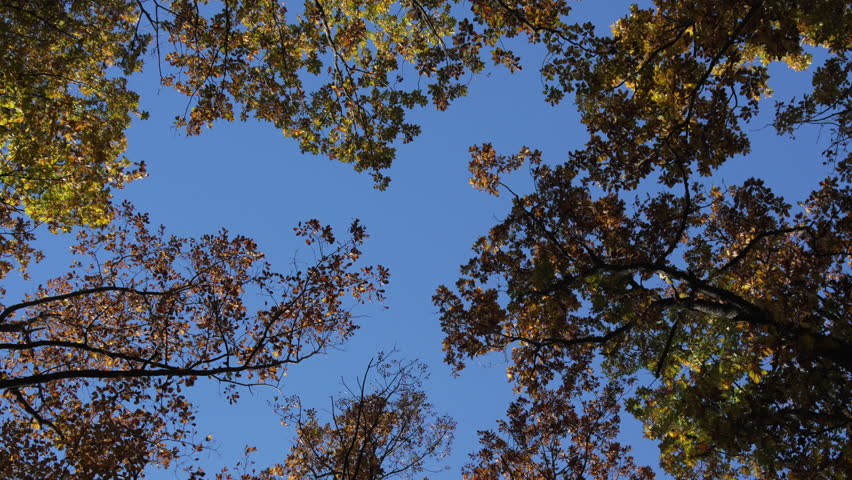 Autumn Trees Sky: Autumnal forest view shows tree canopy against a blue sky during daylight for nature.