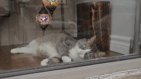 Lazy gray and white cat lies on the window and playfully looks at passers-by. Pet in the house. Hand-held shooting. - Powered by Shutterstock - Get 15% off with code: PIKWIZARD15
