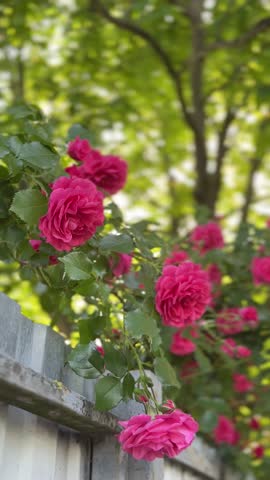 Beautiful rose bush, kind Rozarium Utersen with pink roses flowers.