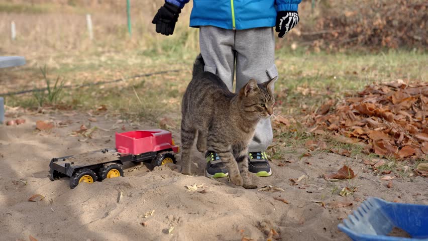 Young boy standing in a sandbox while a friendly tabby cat affectionately rubs against his legs, displaying a heartwarming moment of companionship between a child and a pet animal