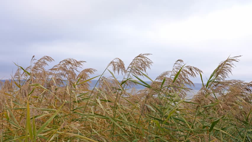Golden reeds quiver under overcast skies, distant ocean view complements serene wetland landscape scene, rustling sedge and bulrushes sway gently beneath cloudy sky in peaceful coastal