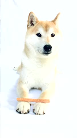 Cute purebred shiba inu dog trained waiting for command from owner to eat  favorite treat placed on his feet, Pet moving eyes and ears on white background.