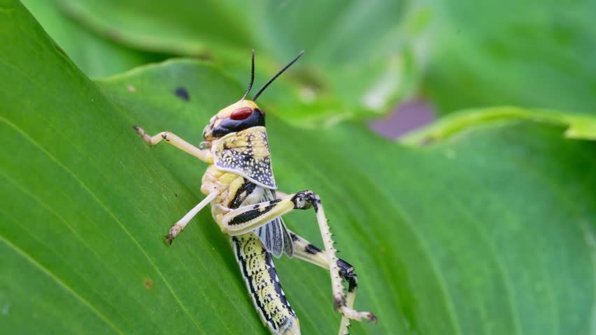Close up of a colorful grasshopper resting on a green leaf, macro detail of a stunningly colorful grasshopper, a vibrant insect of nature
