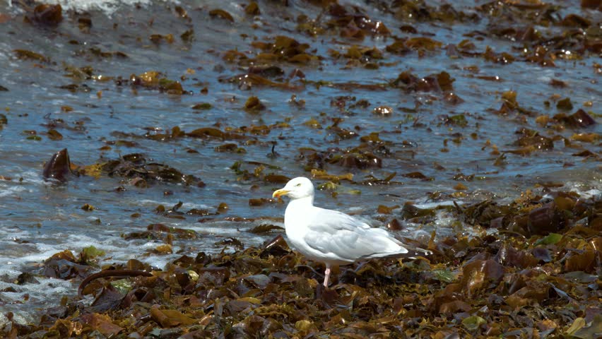 Herring gull stands among kelp as ocean waves approach, natural daylight, static wide shot