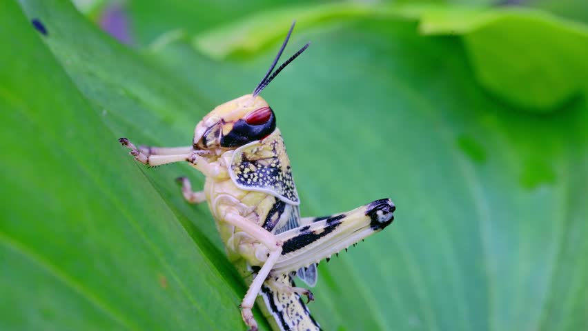 Close up of a colorful grasshopper resting on a green leaf, macro detail of a stunningly colorful grasshopper, a vibrant insect of nature