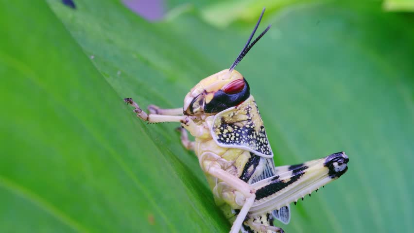 Close up of a colorful grasshopper resting on a green leaf, macro detail of a stunningly colorful grasshopper, a vibrant insect of nature