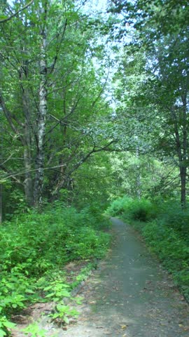 A paved pedestrian path in a park. A walking path between trees in a summer forest.