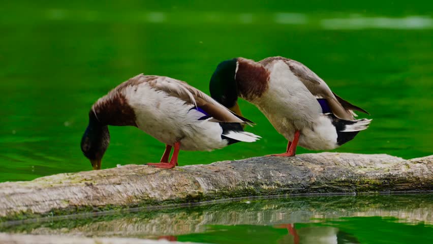 A close-up shot of two male Mallard ducks perched on a mossy log partially submerged in a pond. The ducks are preening and resting,