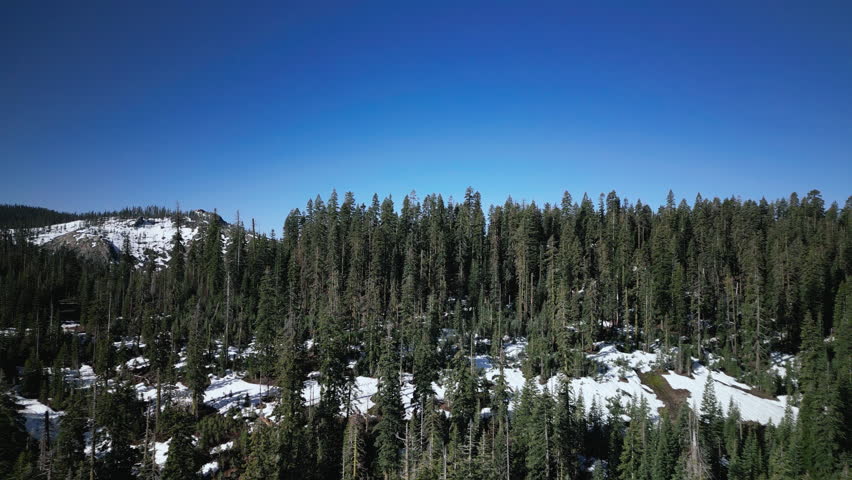 Aerial drone footage flying over dense pine forest at Lake Tahoe, California. Bird