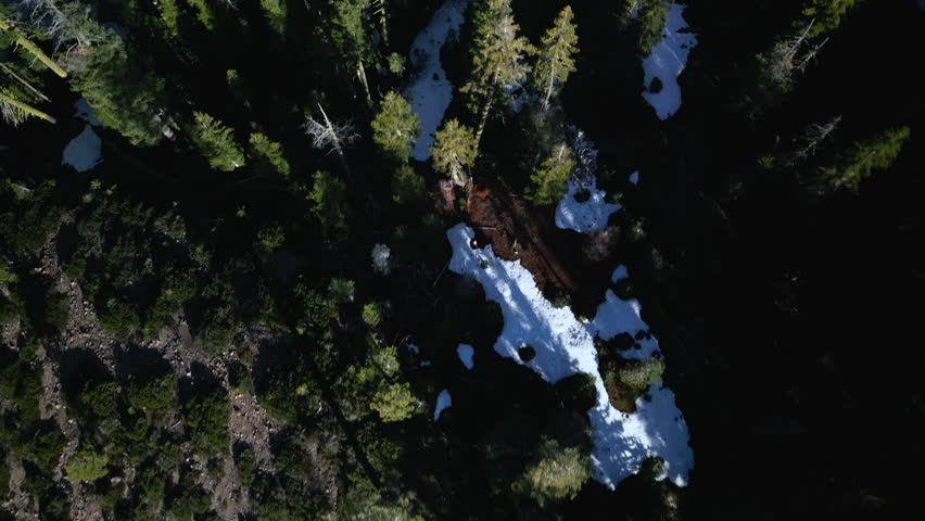 Aerial drone footage flying over dense pine forest at Lake Tahoe, California. Bird