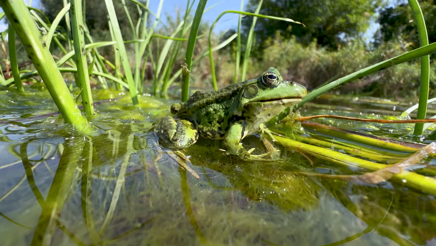 Green pool frog (Pelophylax lessonae) is  European frog in family Ranidae sitting in thick algae on seaweed in fast-flowing river against the backdrop of tree-lined bank. View amphibian in wildlife