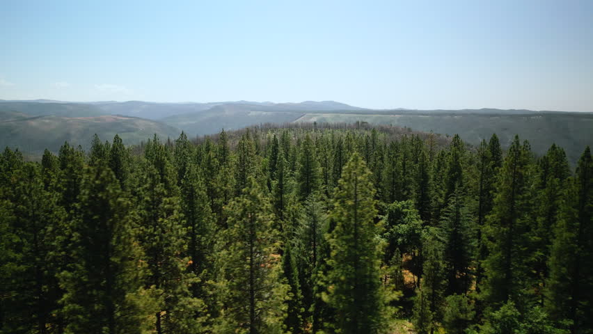 Aerial drone footage flying over dense pine forest at Lake Tahoe, California. Bird