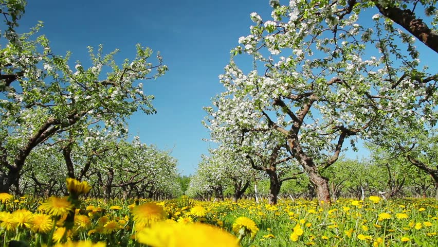 blossoming apple orchard, shooting slider