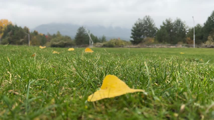 grass, lawn, garden, background, leaf, closeup, brown, wet, nature, green, fall, colorful, rain, texture, park, seasonal, day, close, detail, dew, drop, foliage, orange, yellow, forest, autumn, ground