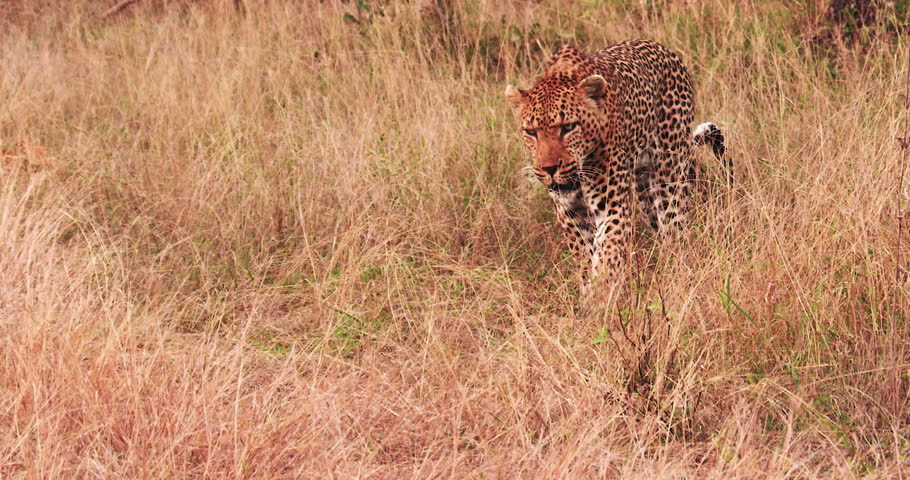 Leopard moves carefully through the dry grass of the savannah.