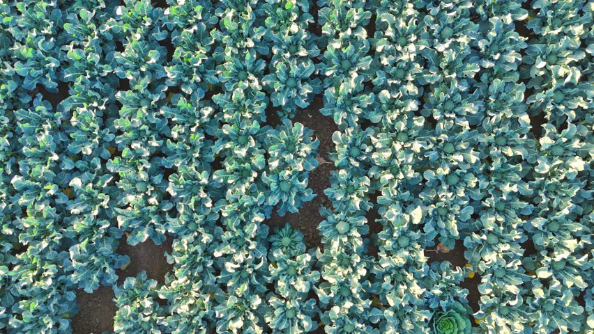 Aerial drone footage of agricultural crops of cabbage and broccoli. Rows of vegetable's in a farmers field. High brassica yields, cabbage, cauliflower, broccoli, Brussels sprout, kale.