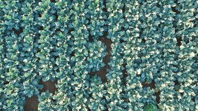 Aerial drone footage of agricultural crops of cabbage and broccoli. Rows of vegetable's in a farmers field. High brassica yields, cabbage, cauliflower, broccoli, Brussels sprout, kale. - Powered by Shutterstock - Get 15% off with code: PIKWIZARD15