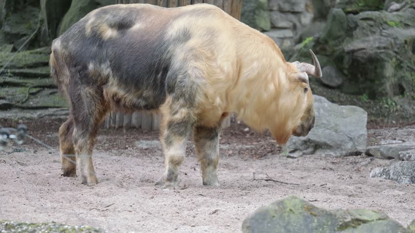 View Of A Chinese Sichuan Takin, Large Animal With Golden And Black Fur