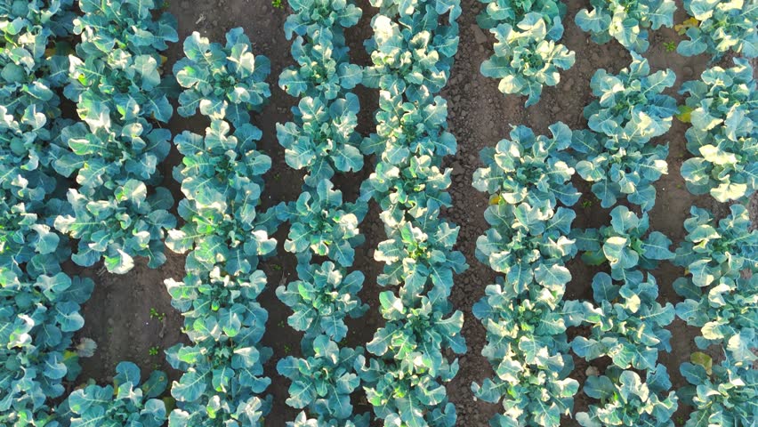 Aerial drone footage of agricultural crops of cabbage and broccoli. Rows of vegetable's in a farmers field. High brassica yields, cabbage, cauliflower, broccoli, Brussels sprout, kale.