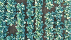 Aerial drone footage of agricultural crops of cabbage and broccoli. Rows of vegetable's in a farmers field. High brassica yields, cabbage, cauliflower, broccoli, Brussels sprout, kale. - Powered by Shutterstock - Get 15% off with code: PIKWIZARD15