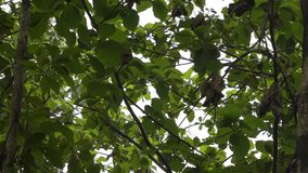 A serene view upwards into a vibrant forest canopy, showcasing lush green and dry leaves gently swaying on tree branches against a bright, clear sky. Organic nature background. - Powered by Shutterstock - Get 15% off with code: PIKWIZARD15