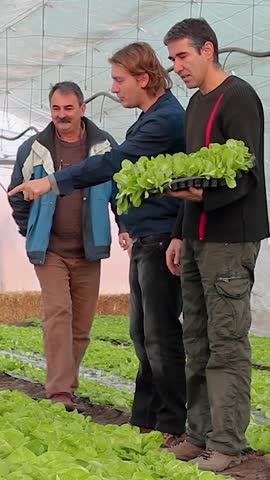 Three Farmers in a Small Vegetable Greenhouse Discussing Lettuce. In this farming scene, a senior grower shares crop management techniques with two younger farmers. Sustainable food production. Explore the complete series of greenhouse tomato, cucumber, lettuce and chilli pepper production footage—search GREENHOUSE-VEG-PRO-2026 in the search bar for matching clips.