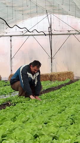 Senior Farmer Carries Young Lettuce Seedlings and Walks Through the Greenhouse. Perfect for illustrating the themes of food production, organic farming, and the lifestyle of retired older men.