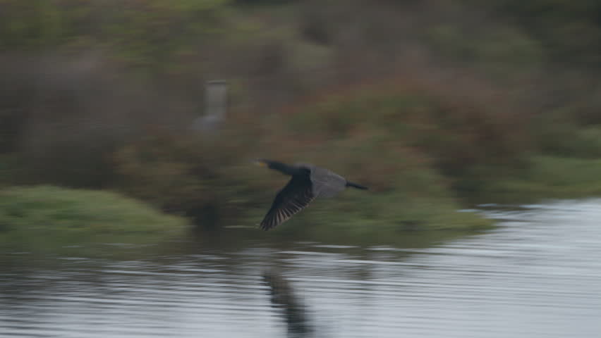 Majestic great cormorant flying gracefully over a calm river. Slow motion footage capturing the bird